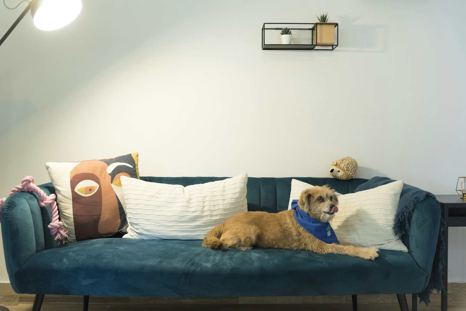 Dog Boarding in Pleasanton: Why Some Dogs Refuse to Eat During Boarding and What It Means