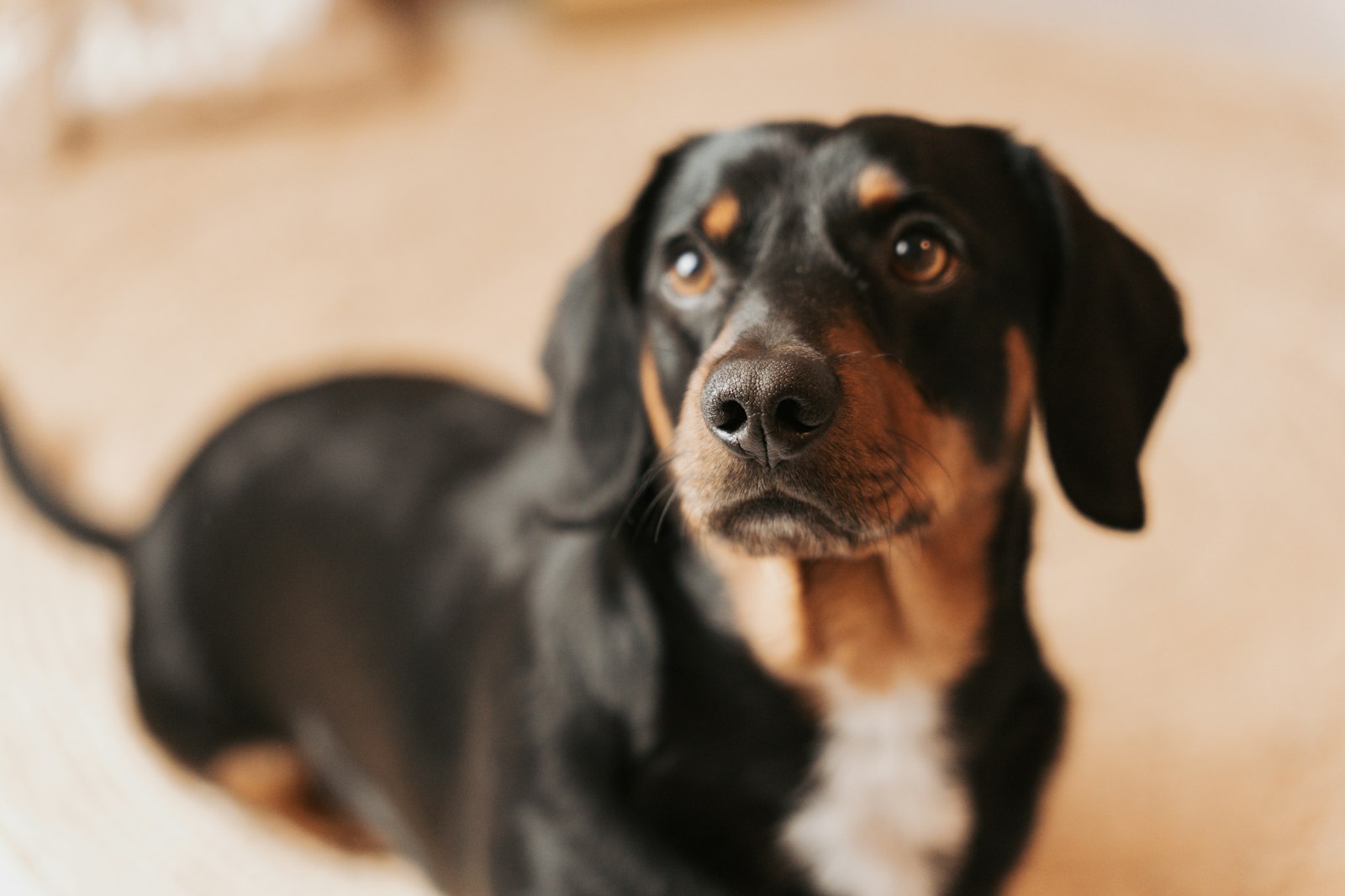 Dog Boarding in Pleasanton: Ringworm and Other Contagious Skin Conditions at Boarding Facilities